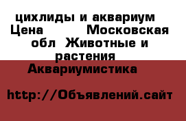 цихлиды и аквариум › Цена ­ 500 - Московская обл. Животные и растения » Аквариумистика   